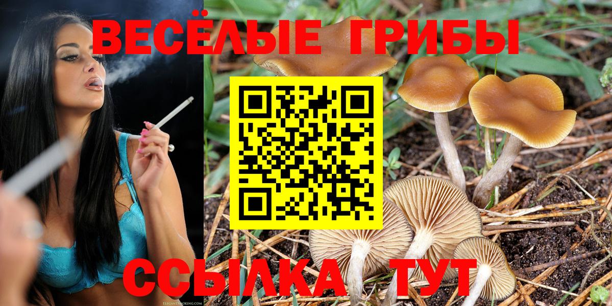 Галлюциногенные грибы Psilocybine cubensis Гусев